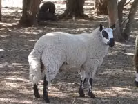 公羊, Cerry Hill sheep — 照片 2