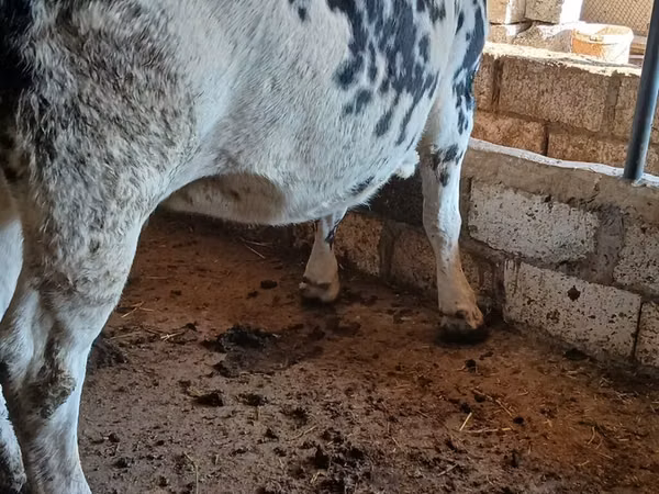 Cow, Holstein breed