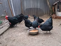 ऑस्ट्रेलॉर्प — फ़ोटो 8