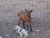 Goat, Alpine goat — photo 1