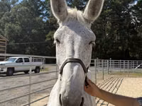 Faras, Mule — sawirka 3