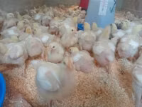 Chickens — फ़ोटो 2