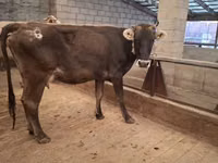 Cow, Cattle — photo 1