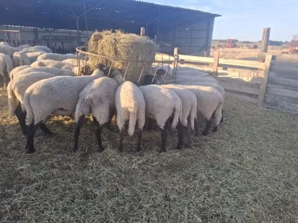 Sheep, Sheep