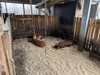 Boar — photo 7