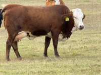 Cow, Braford — photo 7