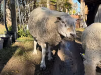كبش, Texel sheep — الصورة 3