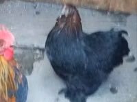 Chickens — 照片 1