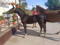 Faras, Dutch warmblood horse — sawirka 3