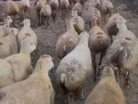 Sheep, Daglıс sheep — photo 1