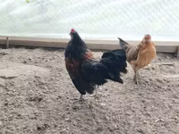 Czech Gold Brindled Hen — picha 5