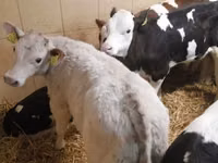 Ng'ombe (kikundi, jinsia haijatajwa), Simmental cattle — picha 3