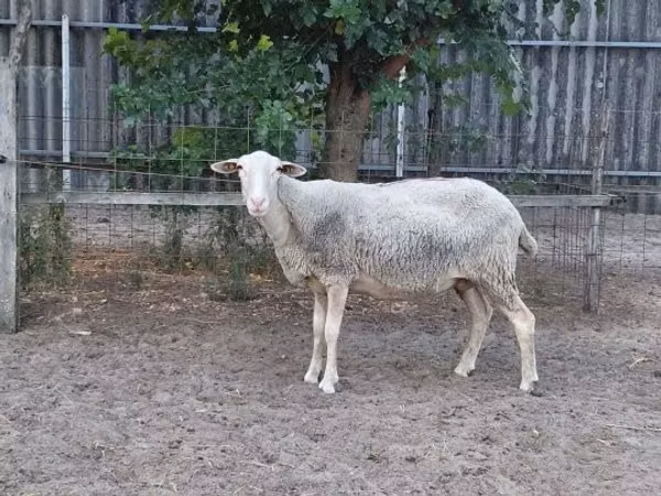 Sheep, Lacaune sheep
