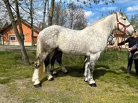 Horse (M), Horses — photo 4