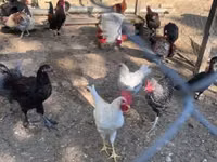 Marans — picha 6