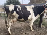 Cow, Holstein breed — photo 2
