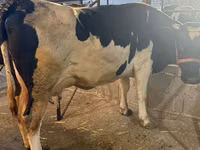 Cow, Holstein breed — photo 4