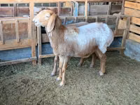 Oveja, Arashan sheep — foto 4