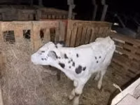 Bulle, Holstein-Rasse — Foto 1