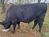 Bull, Aberdeen-Angus — photo 1