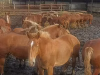 马匹（批次，未指定性别）, New Altai Horse — 照片 8