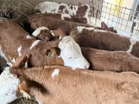Ng'ombe dume, Simmental cattle — picha 2
