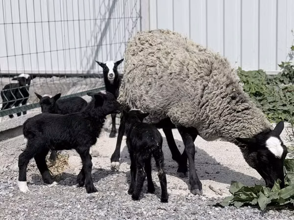 母羊, Romanov sheep