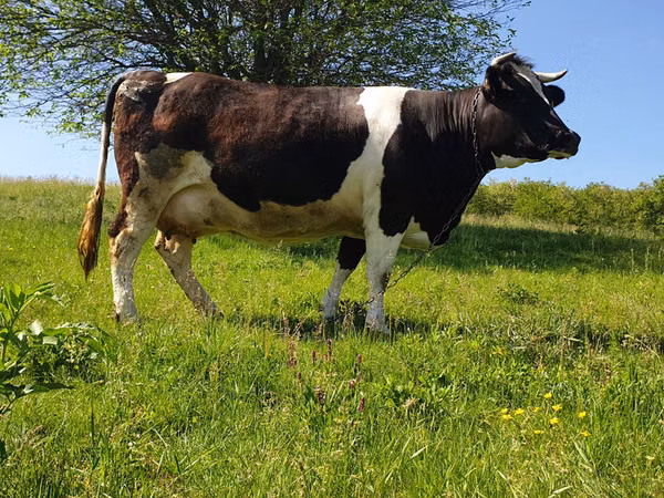 Bull, Holstein breed