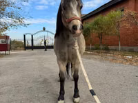 Farasi jike, Welsh Mountain Pony — picha 4