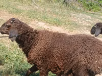 Sheep (batch, sex not specified), Jaidara sheep — photo 4