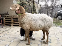 Sheep, Awassi sheep — photo 1