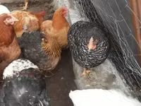 Chickens — फ़ोटो 1