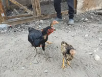 Chickens — फ़ोटो 4
