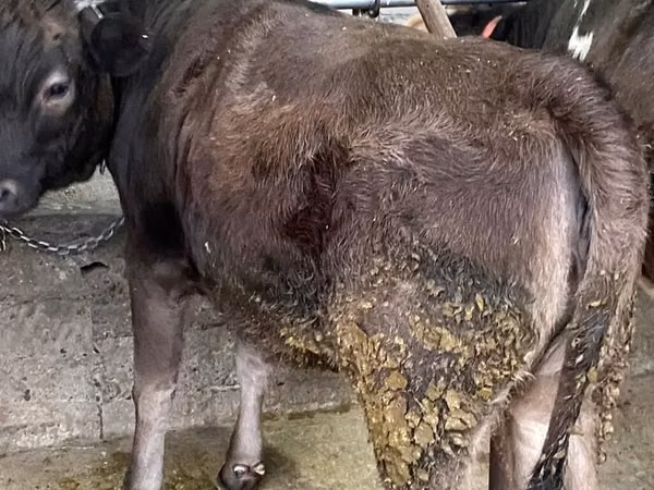 Cow, Swiss cattle