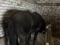 Horse (M), Horses — photo 4