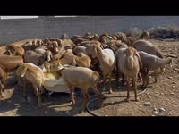 نعجة, الأغنام — الصورة 1