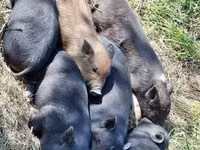 Schweine (Partie, Geschlecht nicht angegeben) — Foto 2