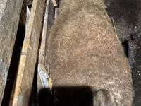 Wad, Shirvan sheep — sawirka 3
