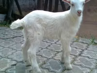 Billy Goat, Saanen goat — photo 2