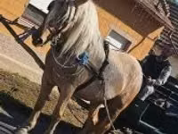 Yegua, Caballos — foto 2
