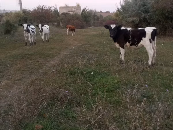 公牛, Russian Black pied cattle