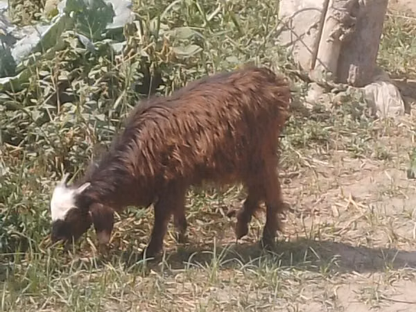 山羊（批次，未指定性别）, Goats