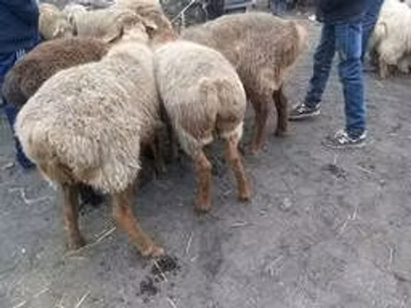 Ram, Sheep