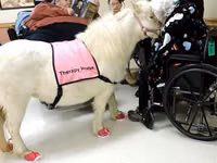 Faras dhaddig, Miniature horse — sawirka 6
