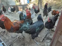 Marans — picha 4