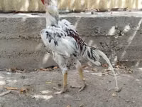 Chickens — फ़ोटो 2