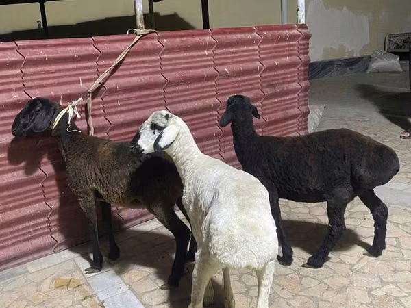 भेड़ें (लॉट, लिंग निर्दिष्ट नहीं), भेड़