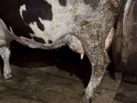Vaca, Russian Black pied cattle — foto 6