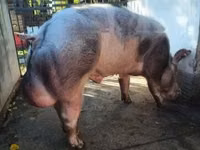 Boar — photo 1