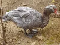 Ducks — 照片 1